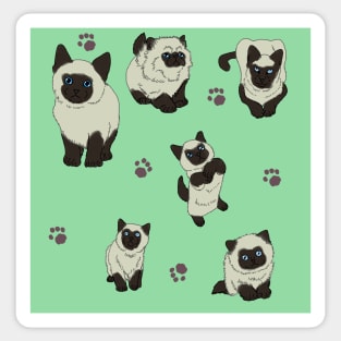 Minty Siamese Kittens Sticker